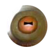 vulgaris